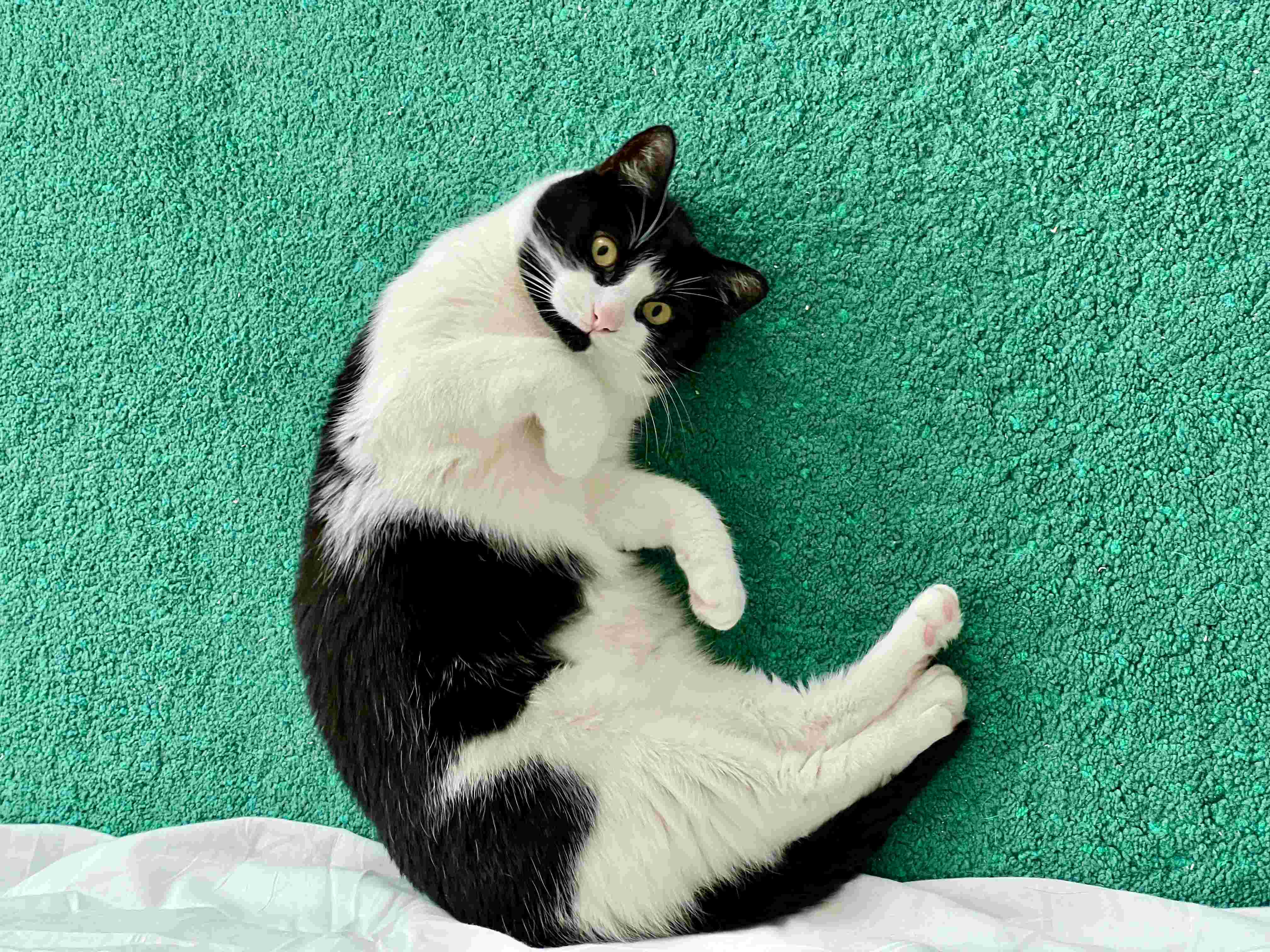 A black and white cat laying on its back on a bed A black and white cat laying on its back on a bed