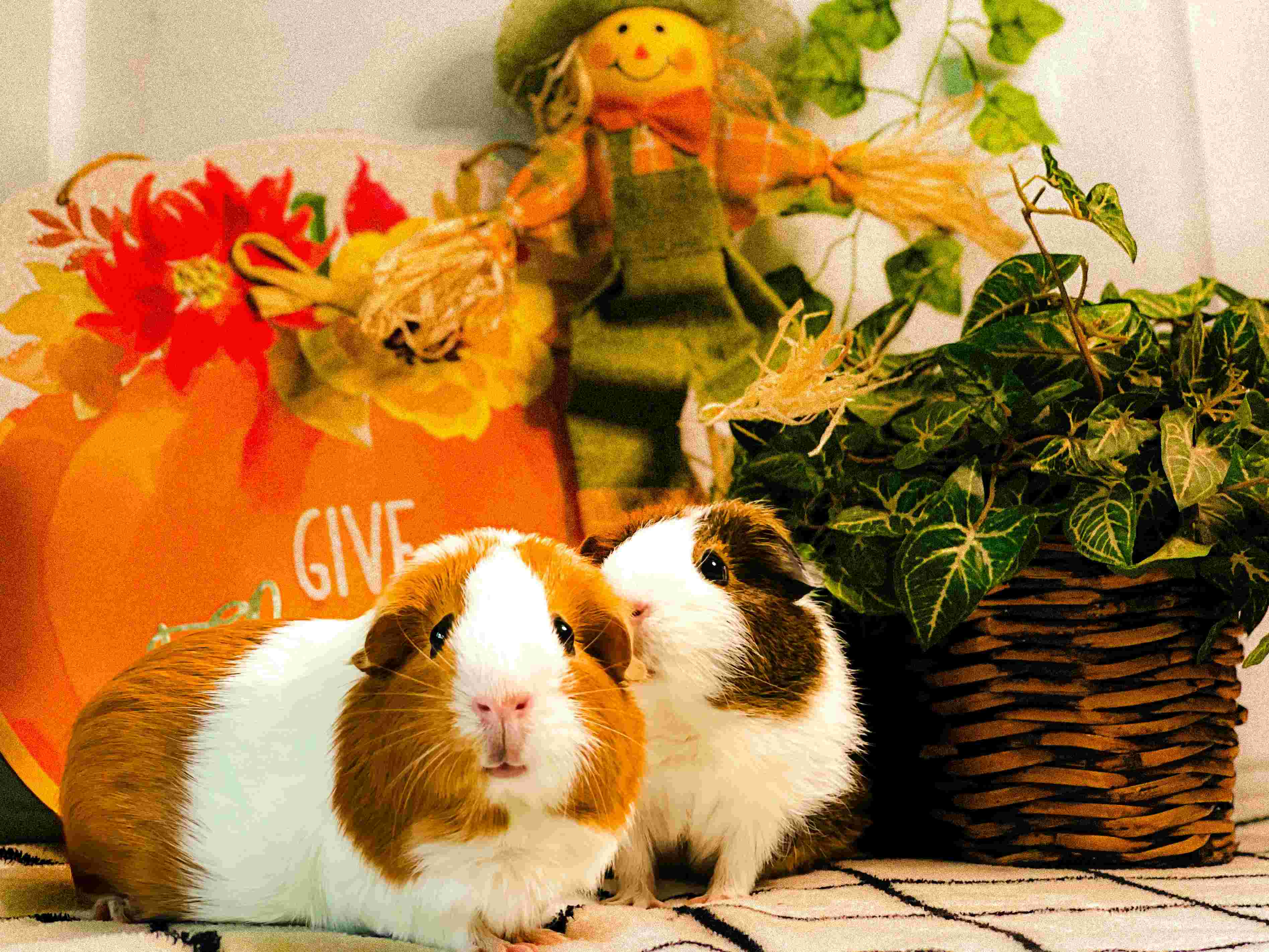 A couple of small animals sitting next to each other A couple of small animals sitting next to each other