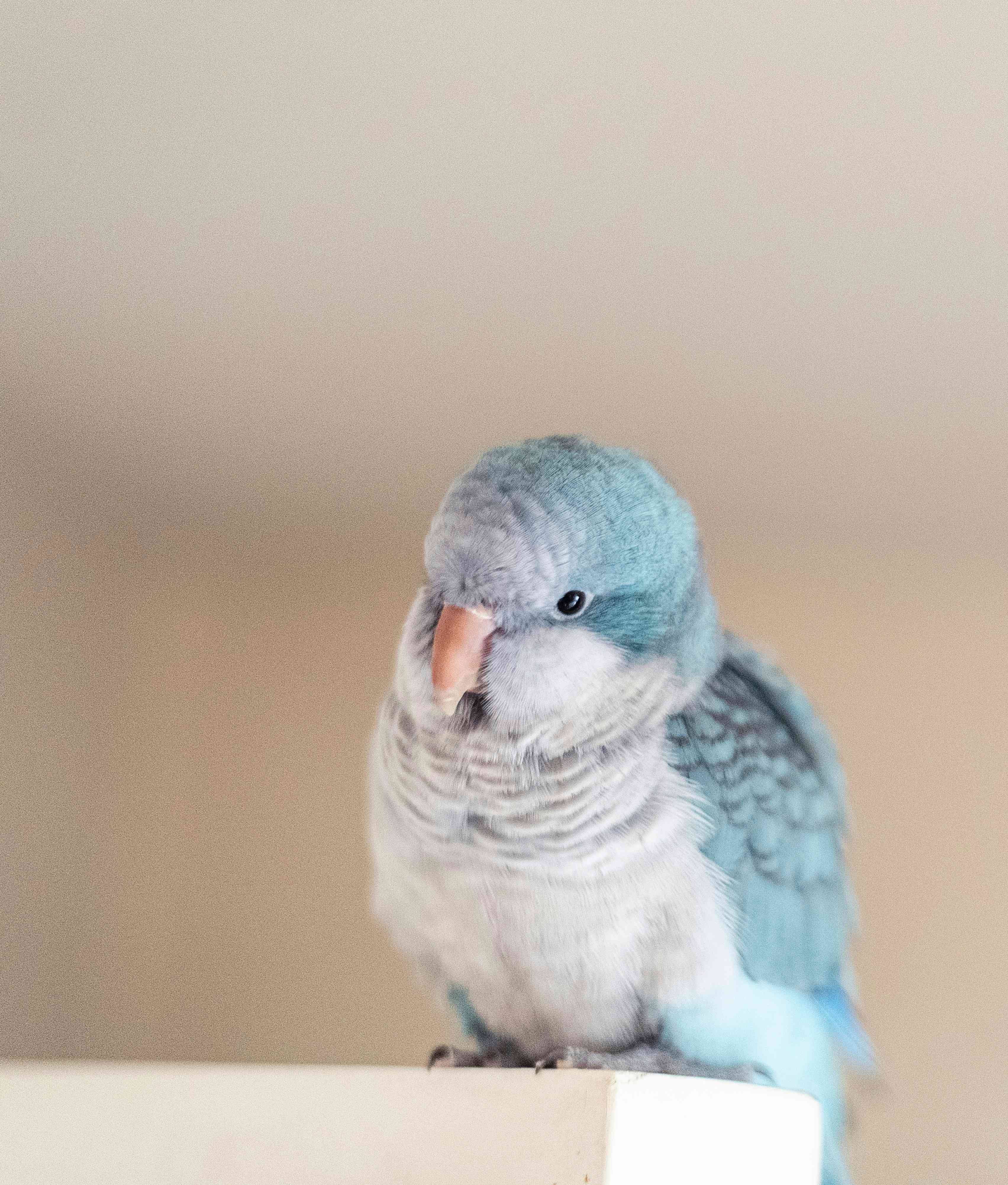Brown and gray bird in close up photography Brown and gray bird in close up photography