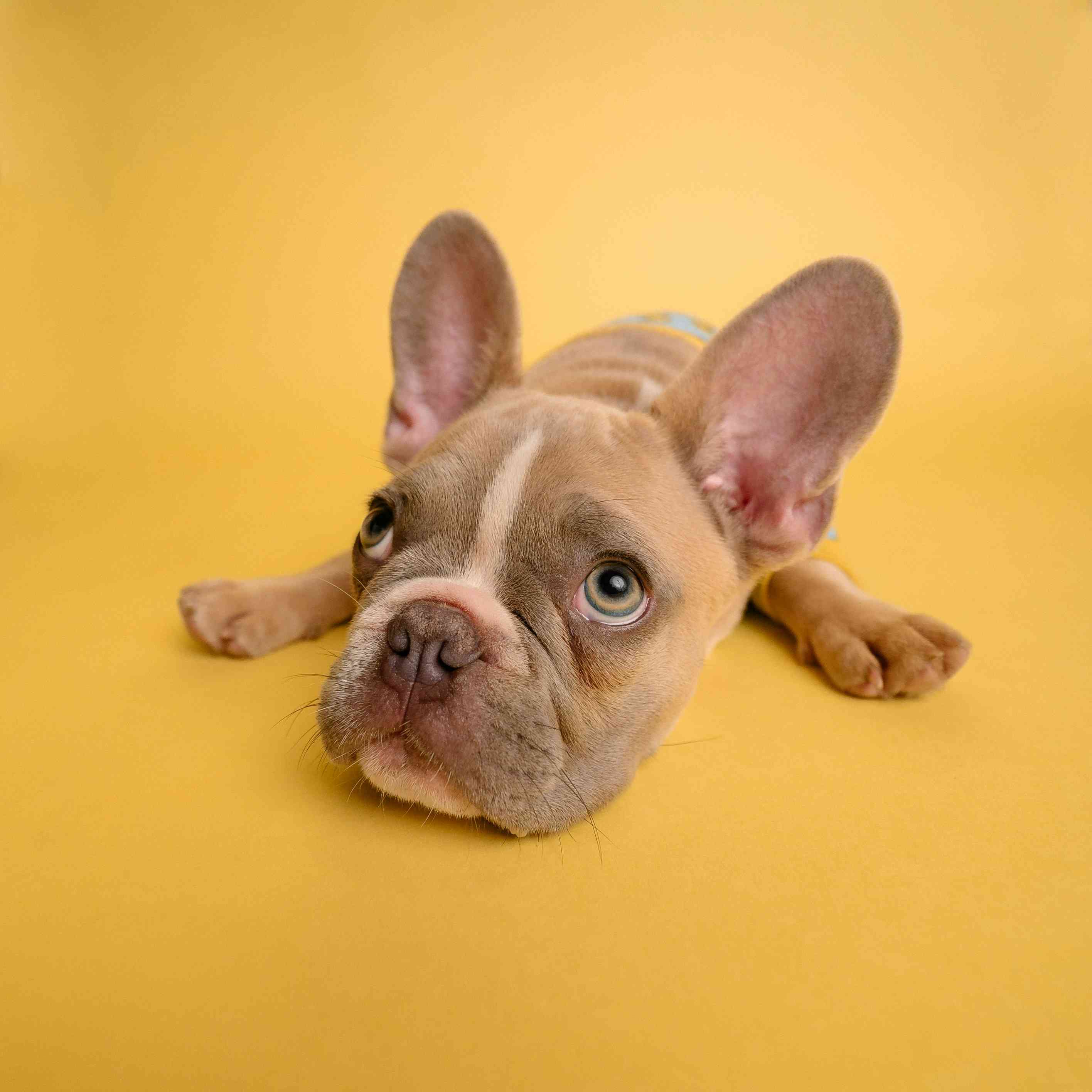 Brown french bulldog puppy lying on yellow textile Brown french bulldog puppy lying on yellow textile