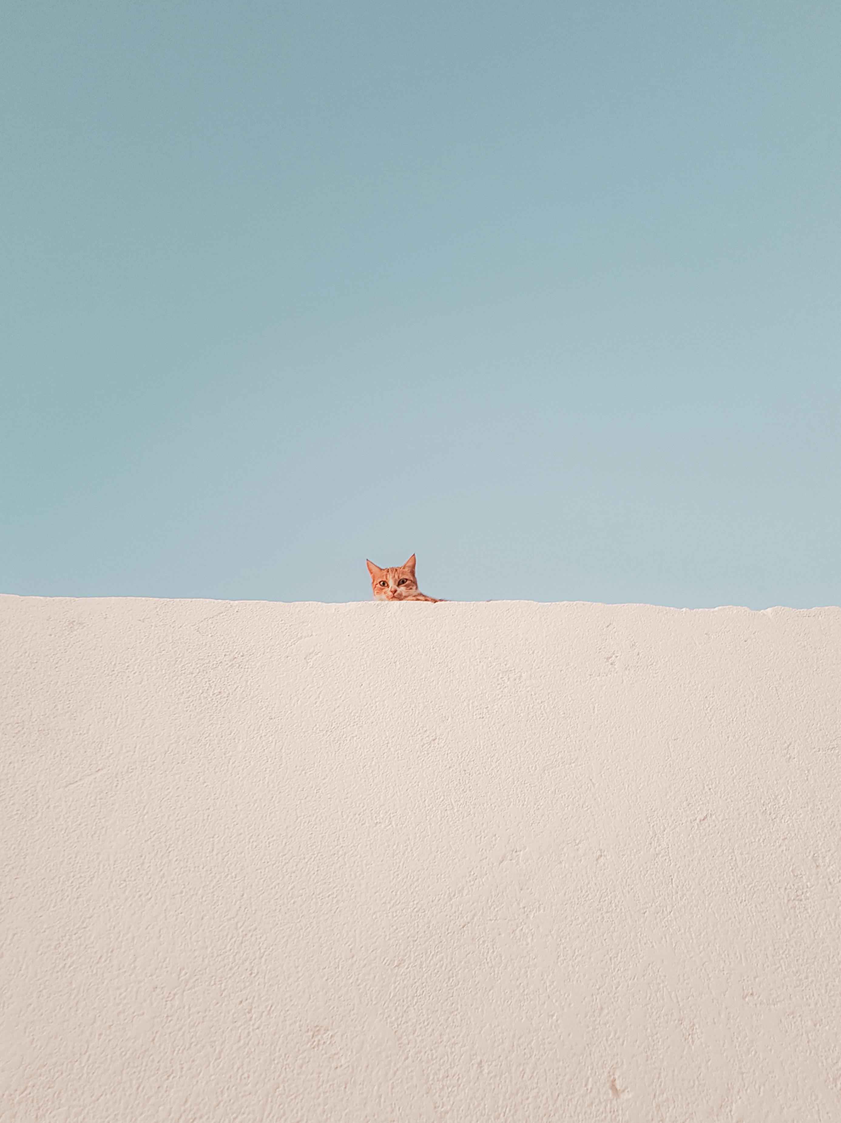 Peeking little cat Peeking little cat