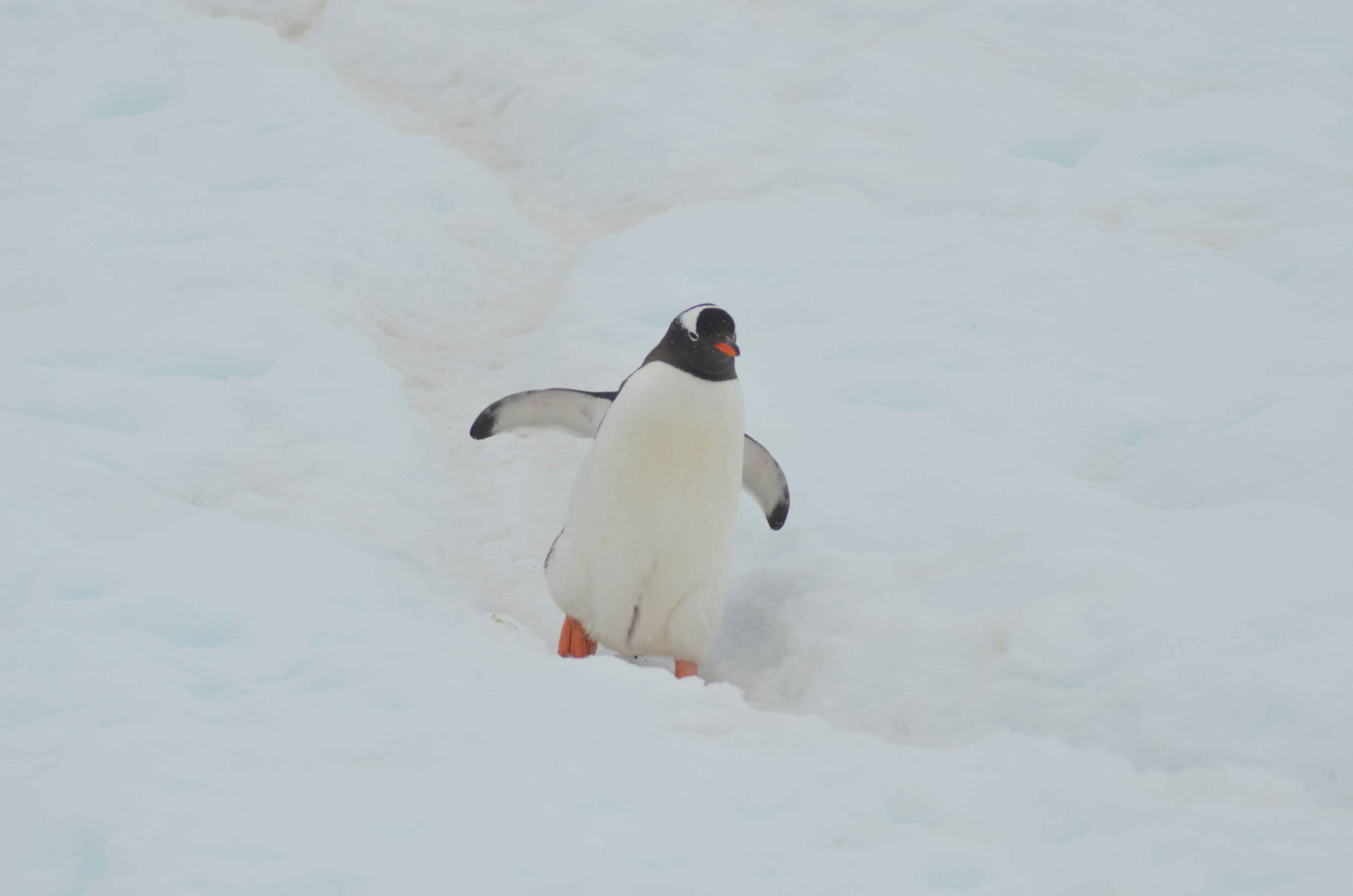 Penguin on white snow field Penguin on white snow field