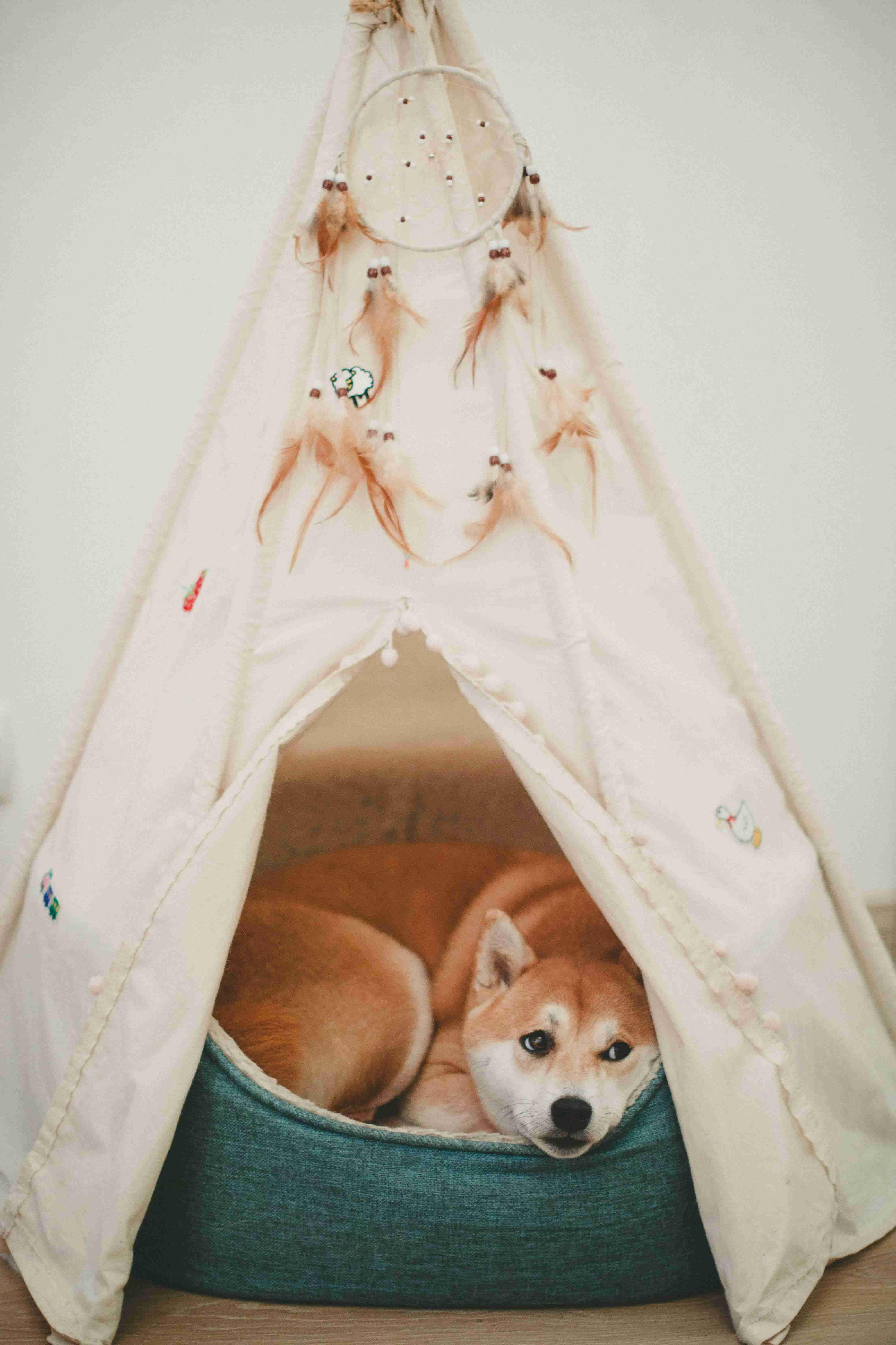 Photo of shiba inu lying in bed Photo of shiba inu lying in bed