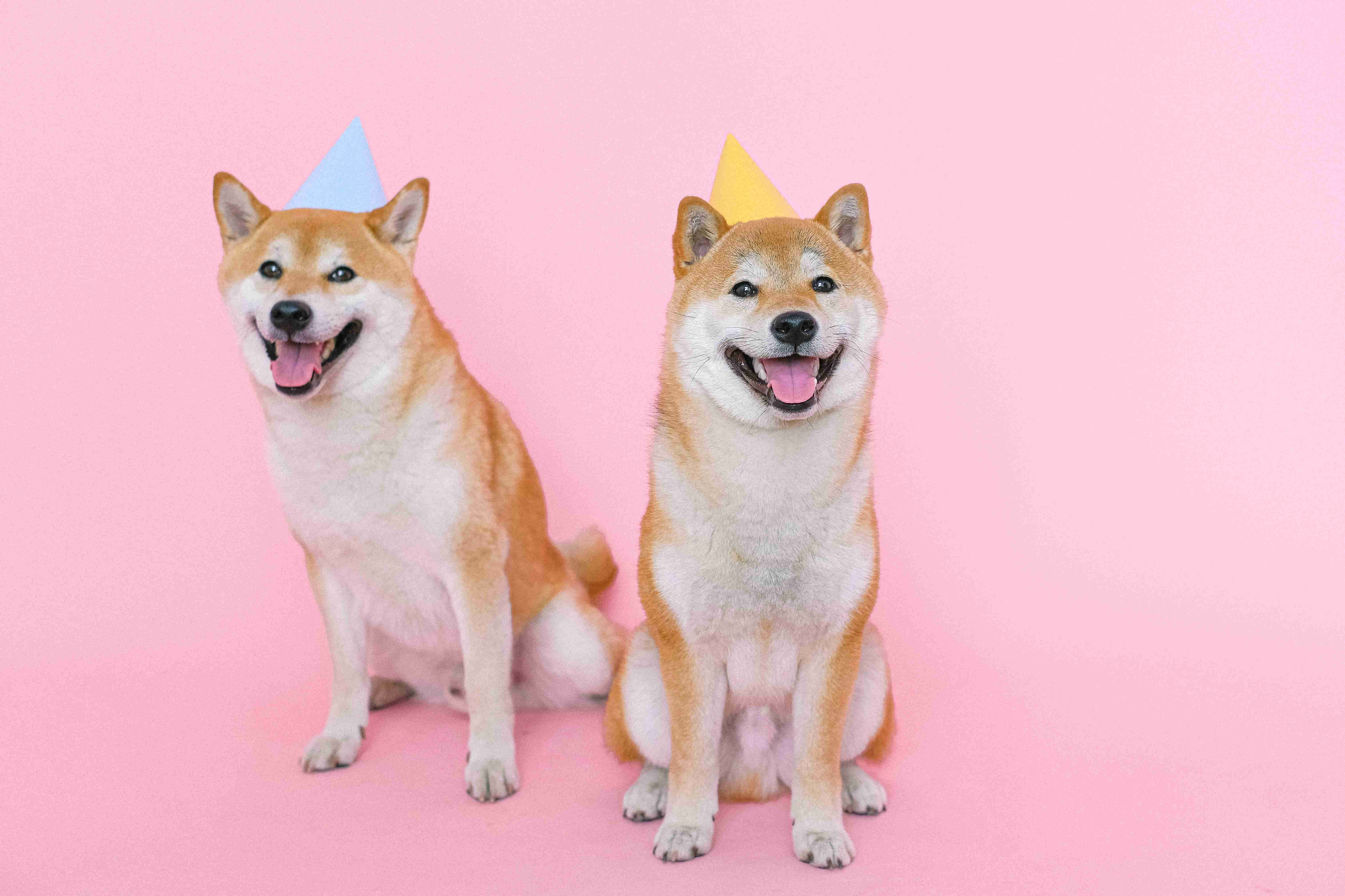 Shiba inu dogs wearing party hats Shiba inu dogs wearing party hats