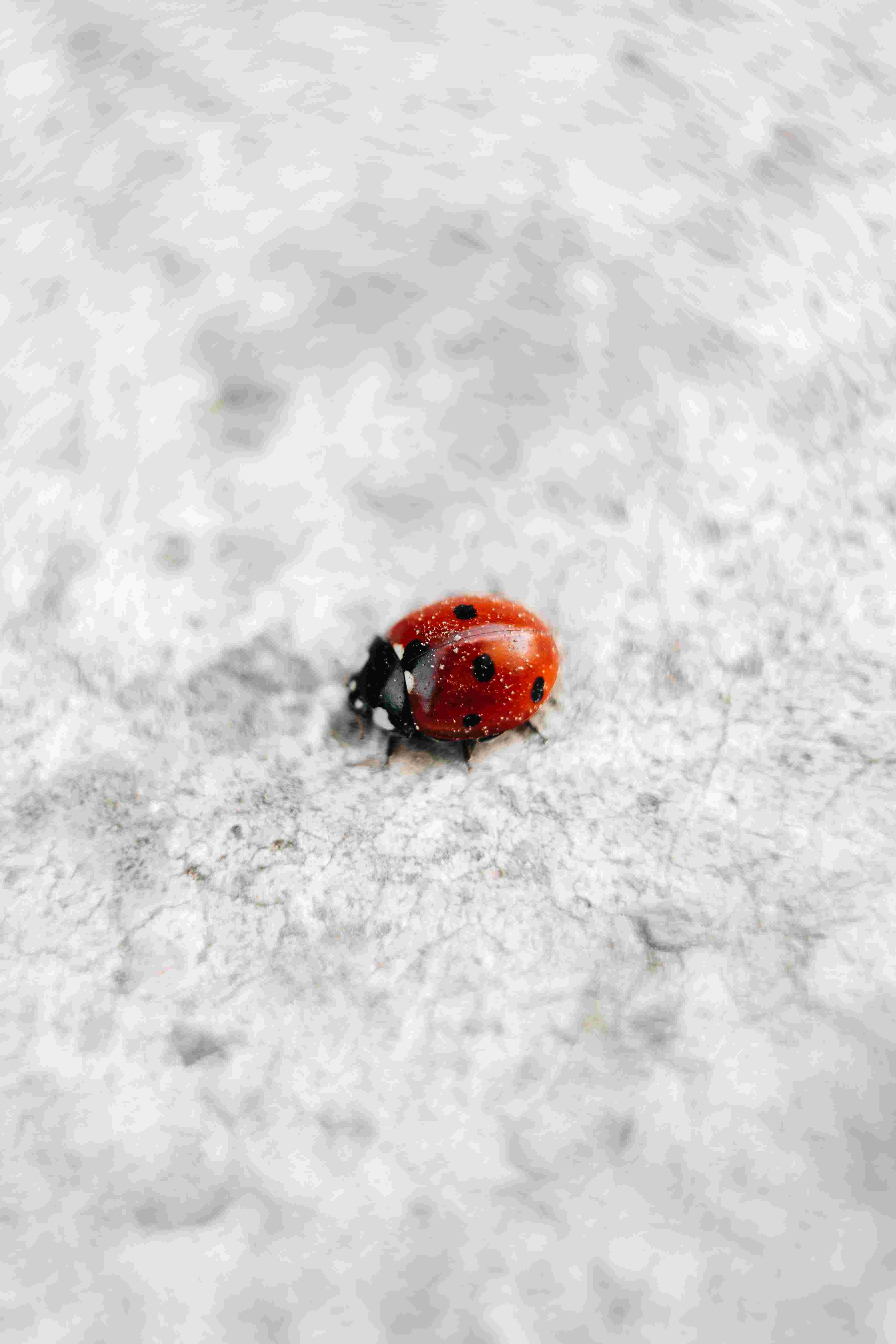 Tiny ladybug on bright surface Tiny ladybug on bright surface