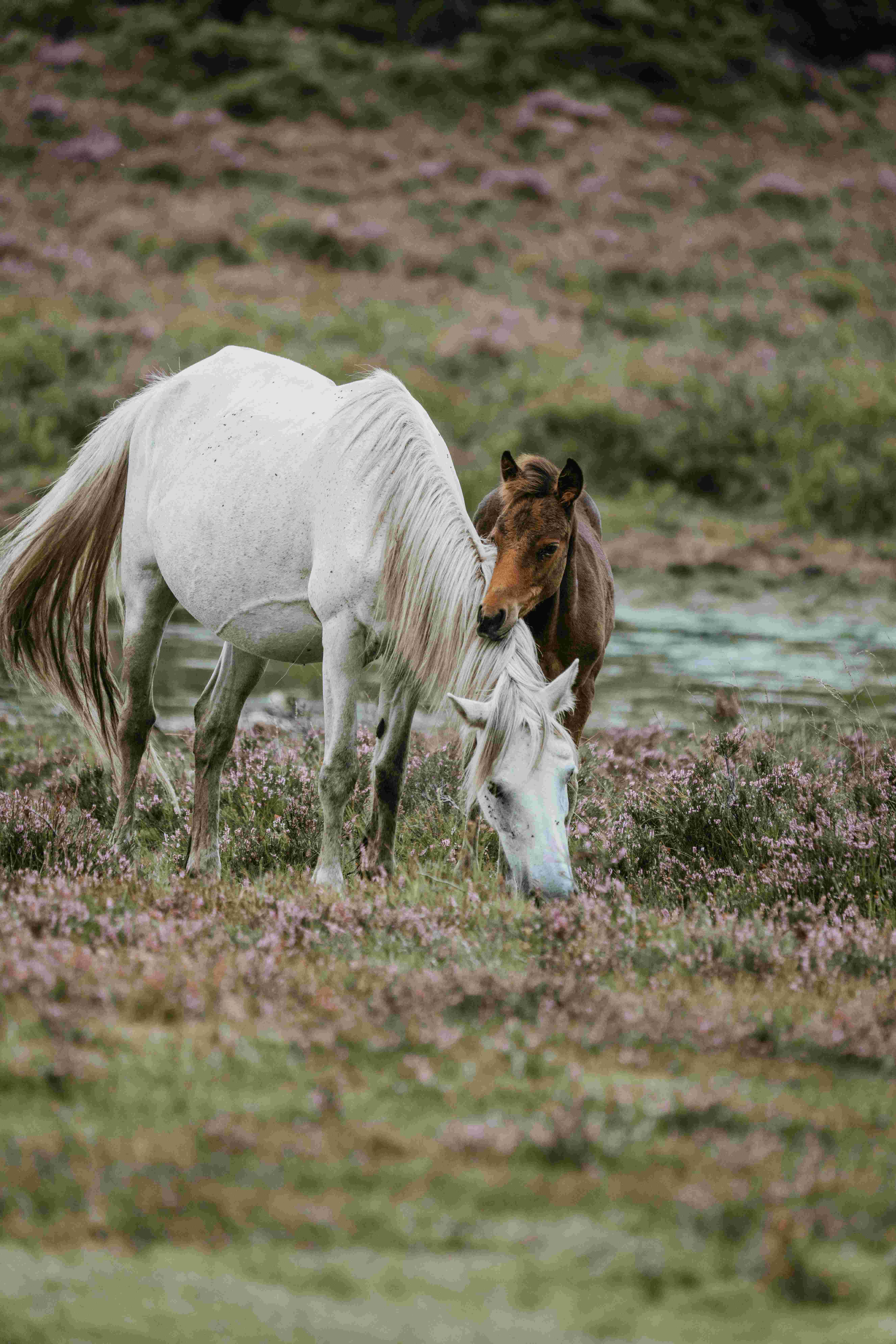 White and brown horse near riverr White and brown horse near riverr