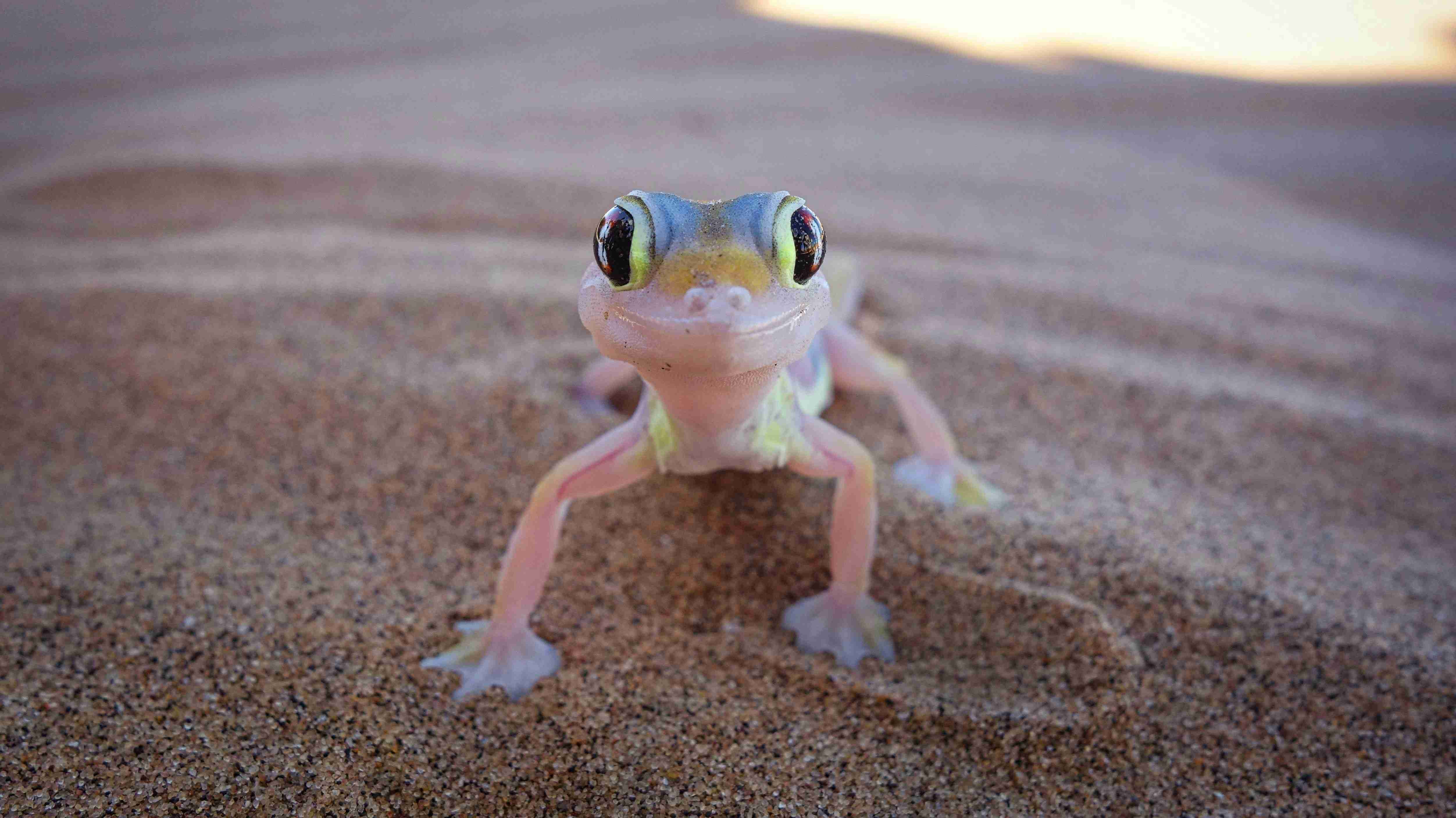 White and green frog figurine on brown sand during daytime White and green frog figurine on brown sand during daytime