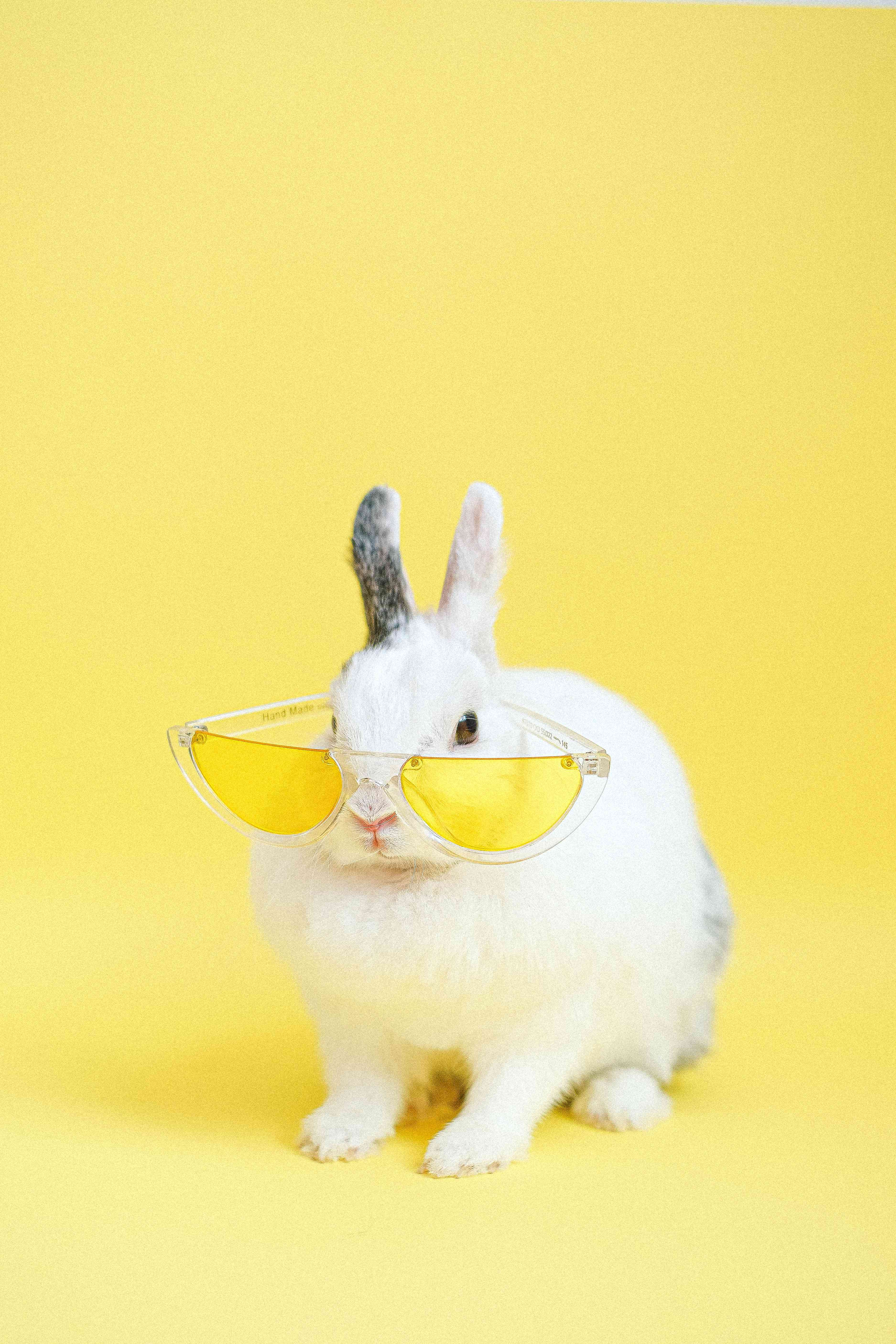 White rabbit wearing yellow eyeglasses White rabbit wearing yellow eyeglasses